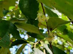 Image of Flacourtia montana J. Grah.