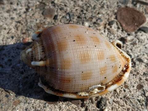 Image of Phalium decussatum (Linnaeus 1758)