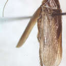 Ischnoptera panamae Hebard 1920的圖片