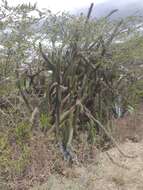 Image of Cleistocactus sepium (Kunth) F. A. C. Weber