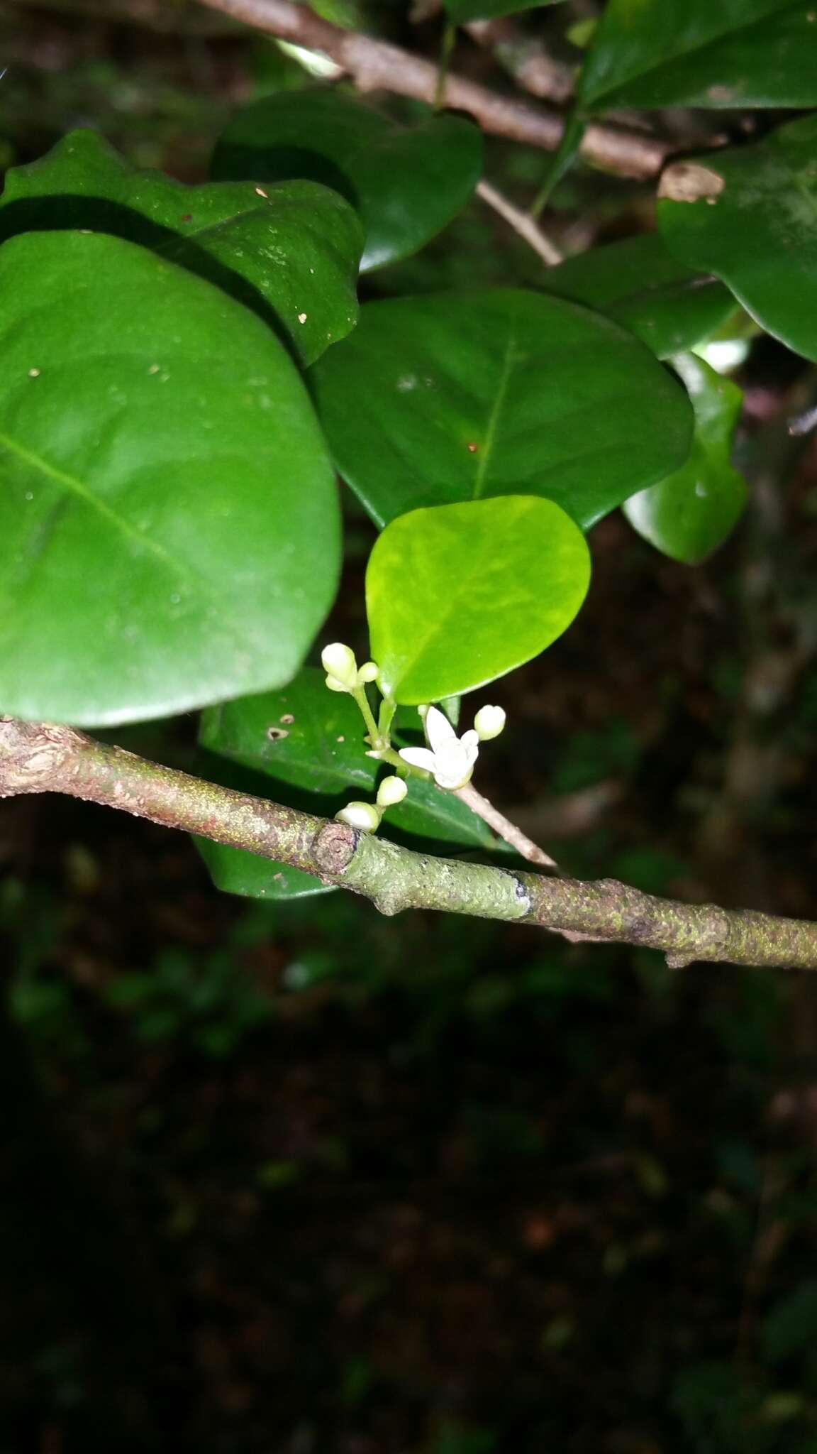 Слика од Malleastrum boivinianum (Baill.) Leroy