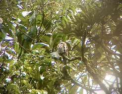 Image of Andean Potoo