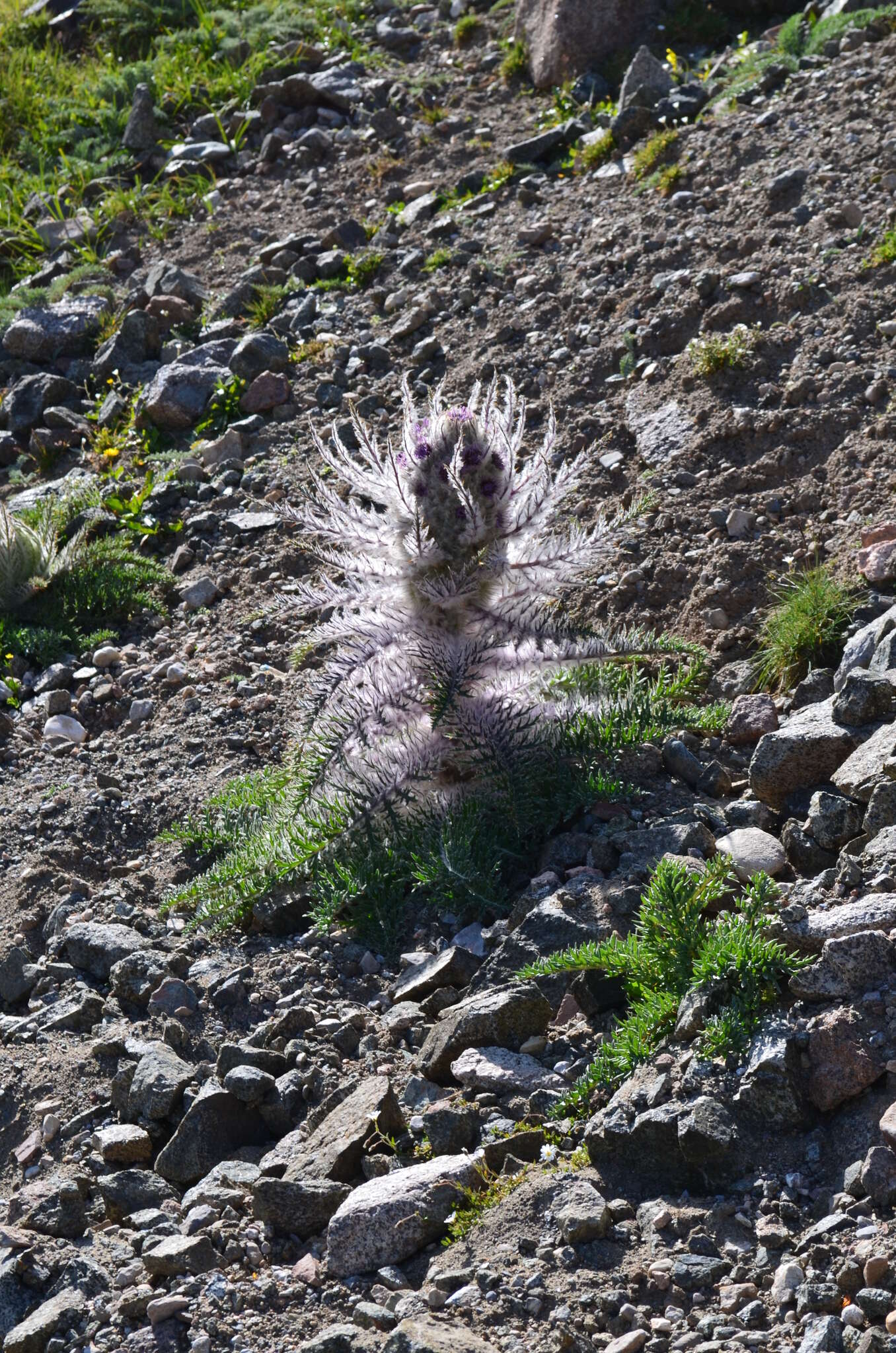 Image de Schmalhausenia