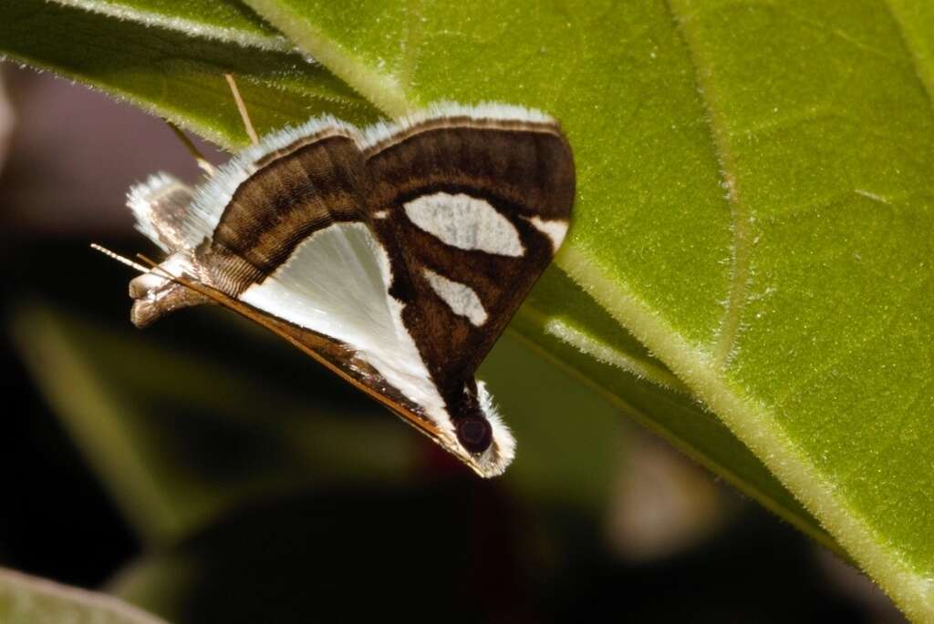 Image of Glyphodes bicolor Swainson (1821)