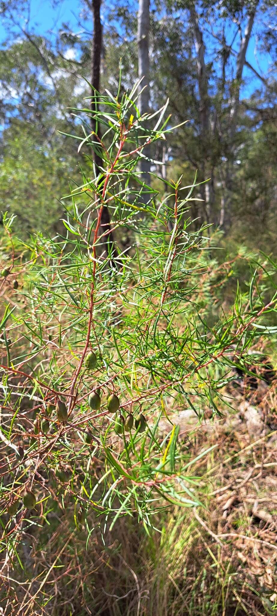 Plancia ëd Persoonia nutans R. Br.