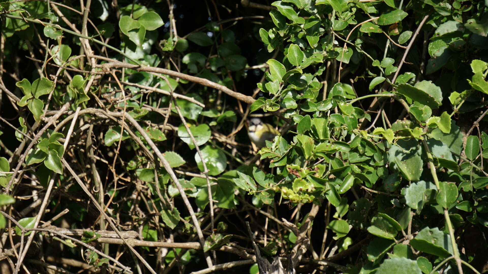 Image of Rudd's Apalis