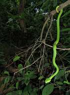 Image of Redtail (bamboo) Pit Viper