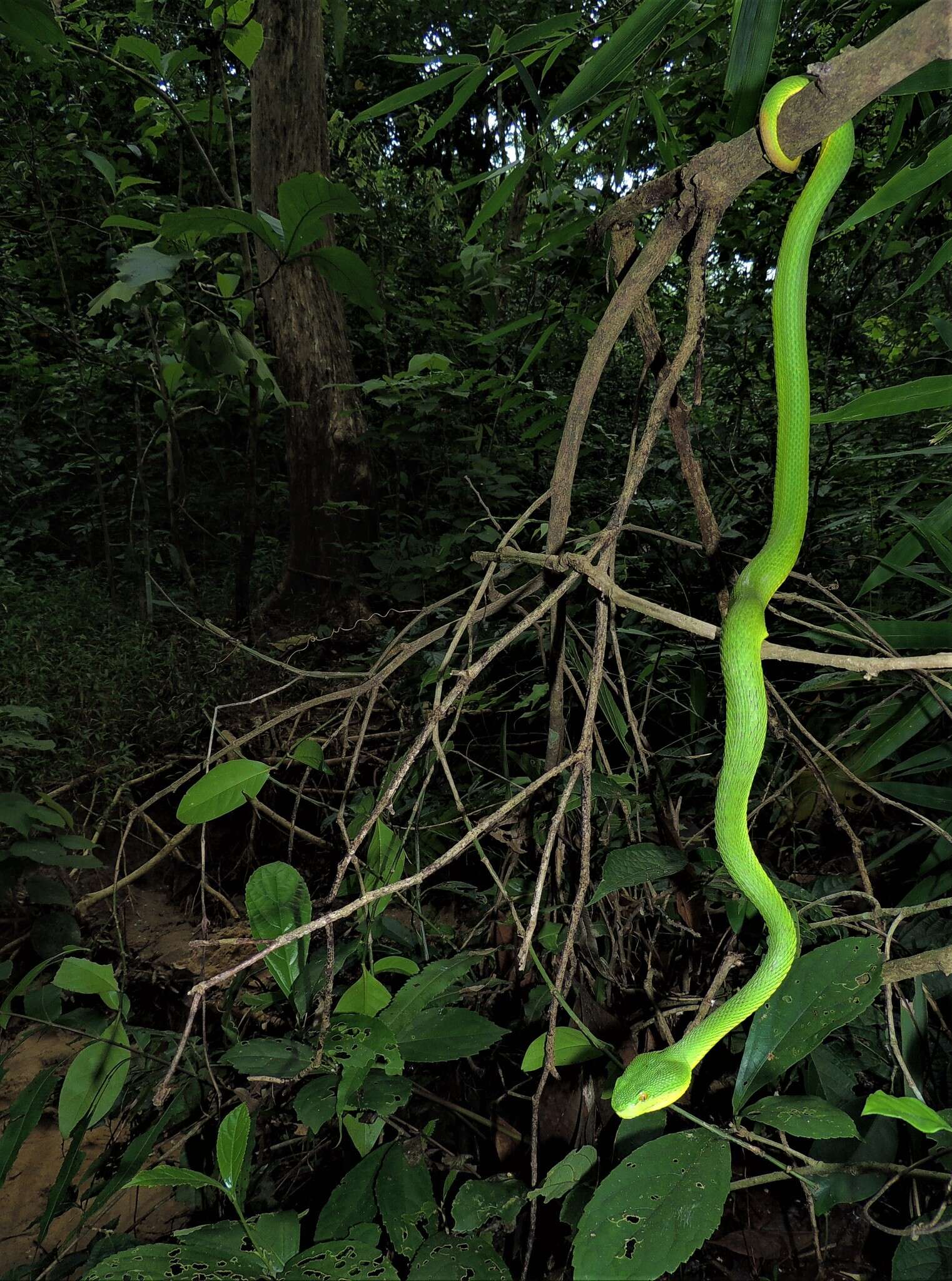 Image of Redtail (bamboo) Pit Viper