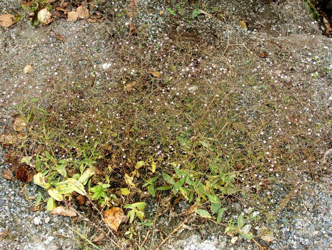 Image of perfoliate baby's-breath