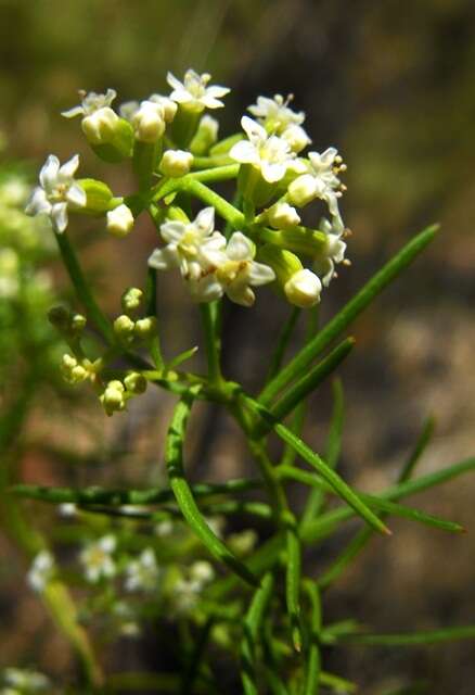 Platysace ericoides (Sieb. ex DC.) C. Norman resmi