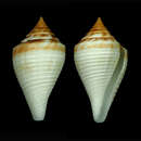 Image of Conus brunneobandatus Petuch 1992