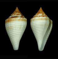 صورة Conus brunneobandatus Petuch 1992