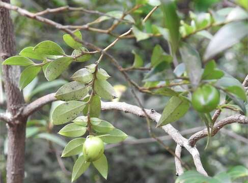 Слика од Diospyros vaccinioides Lindl.