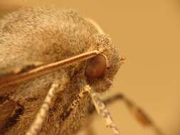 Image of scalloped hazel