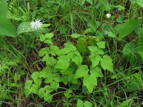 Imagem de Thalictrum tuberiferum Maxim.