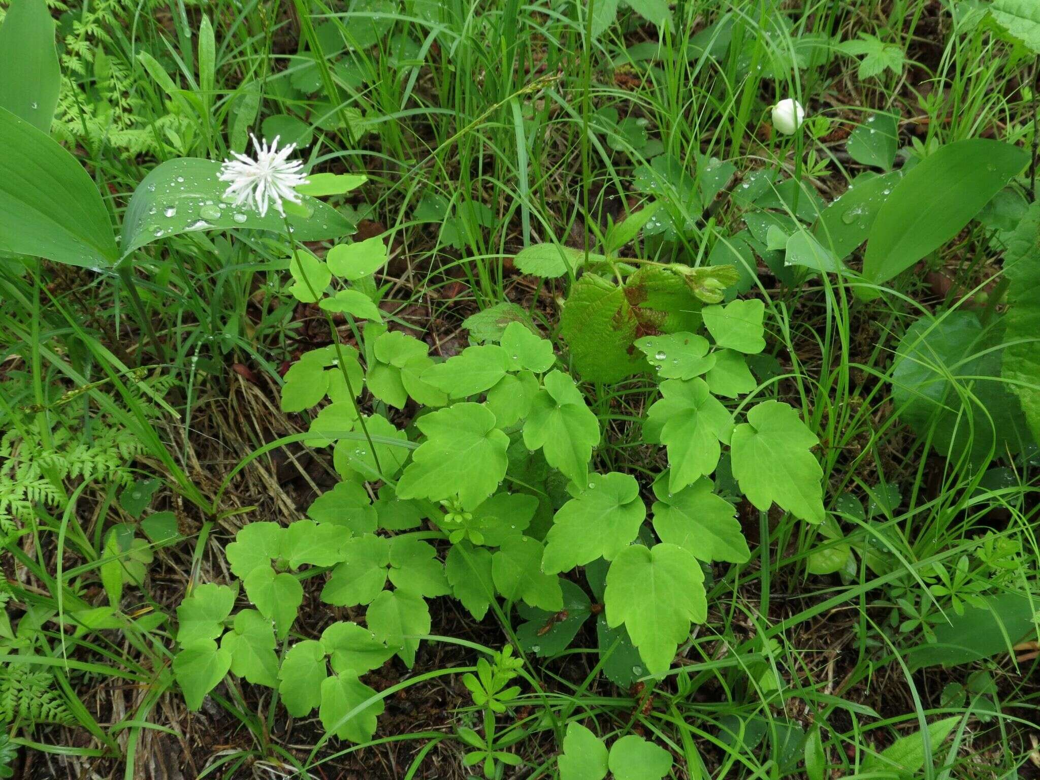 Sivun Thalictrum tuberiferum Maxim. kuva