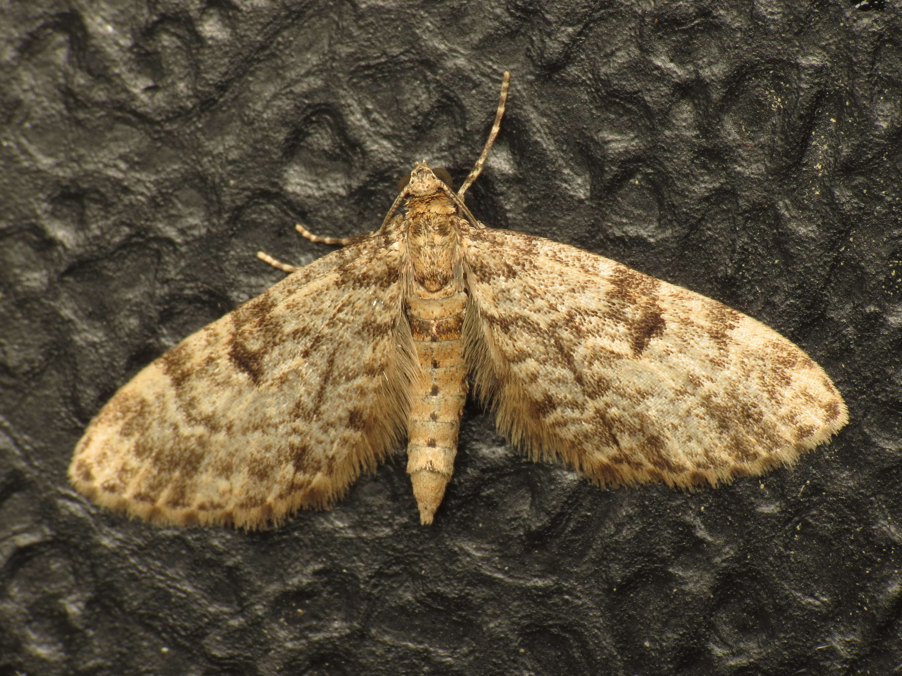 Слика од Eupithecia tantillaria Boisduval 1840