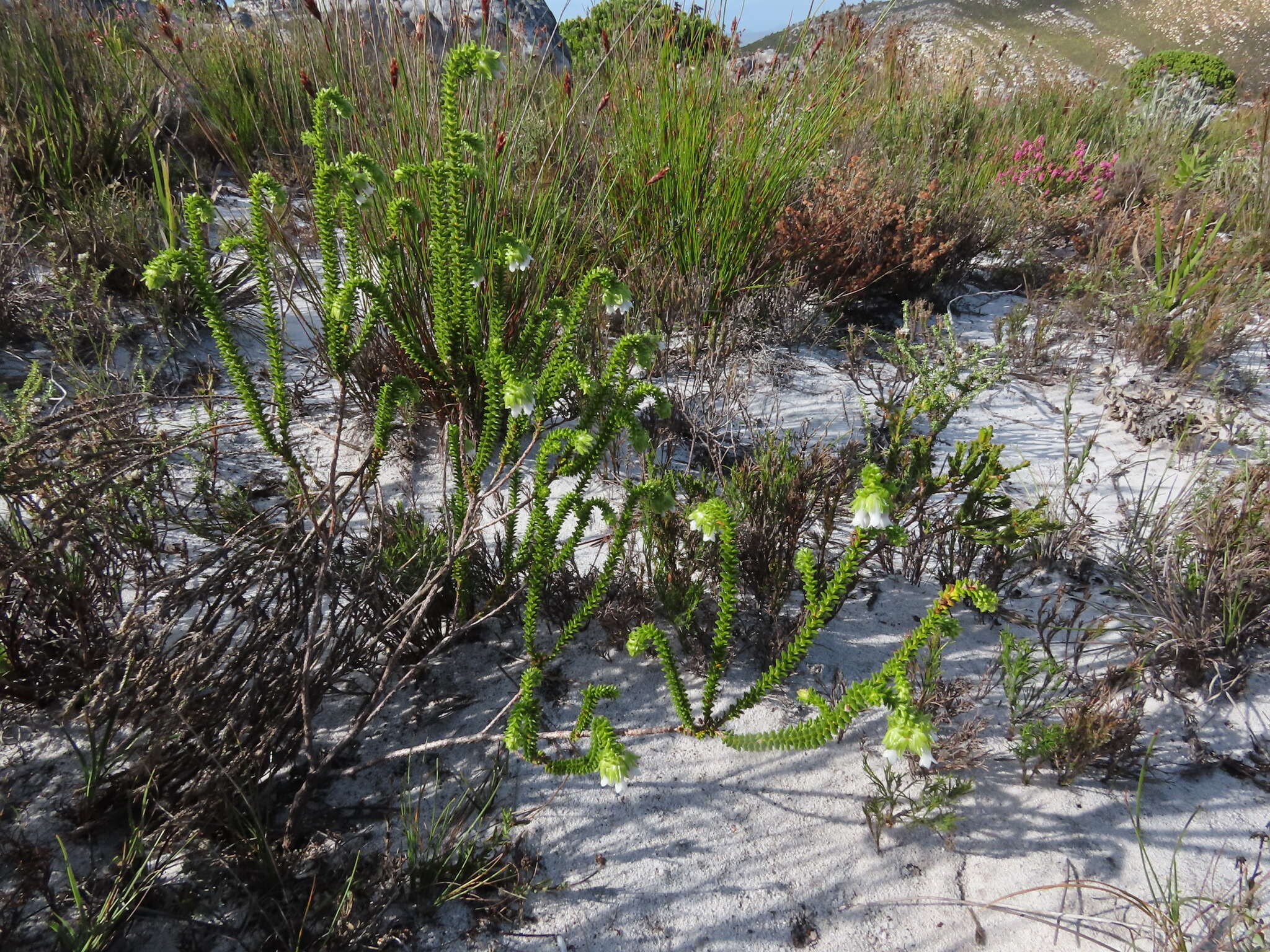 Image of Erica fairii Bolus