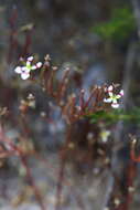 Image of Stylidium utricularioides Benth.