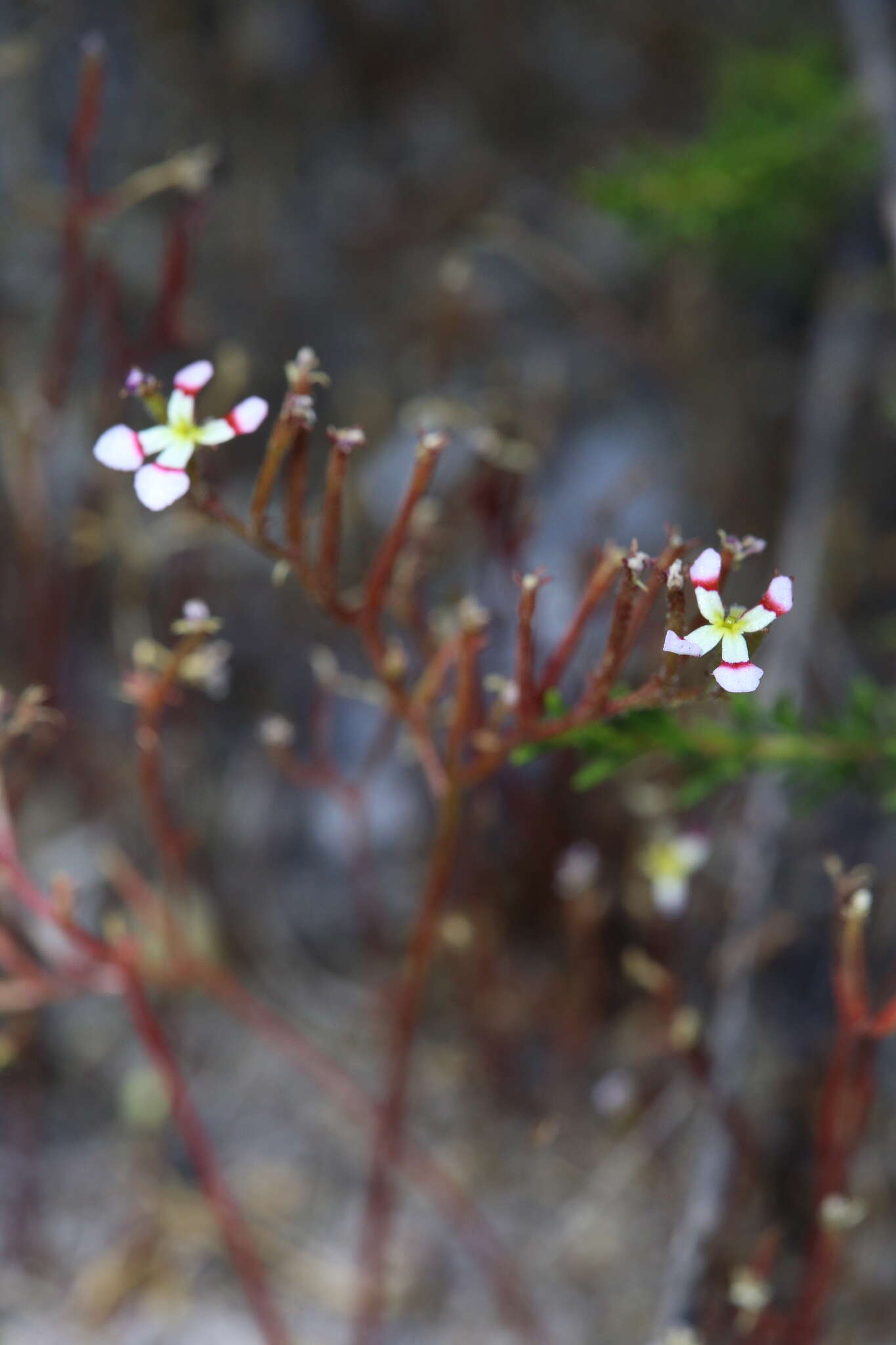 Image of Stylidium utricularioides Benth.