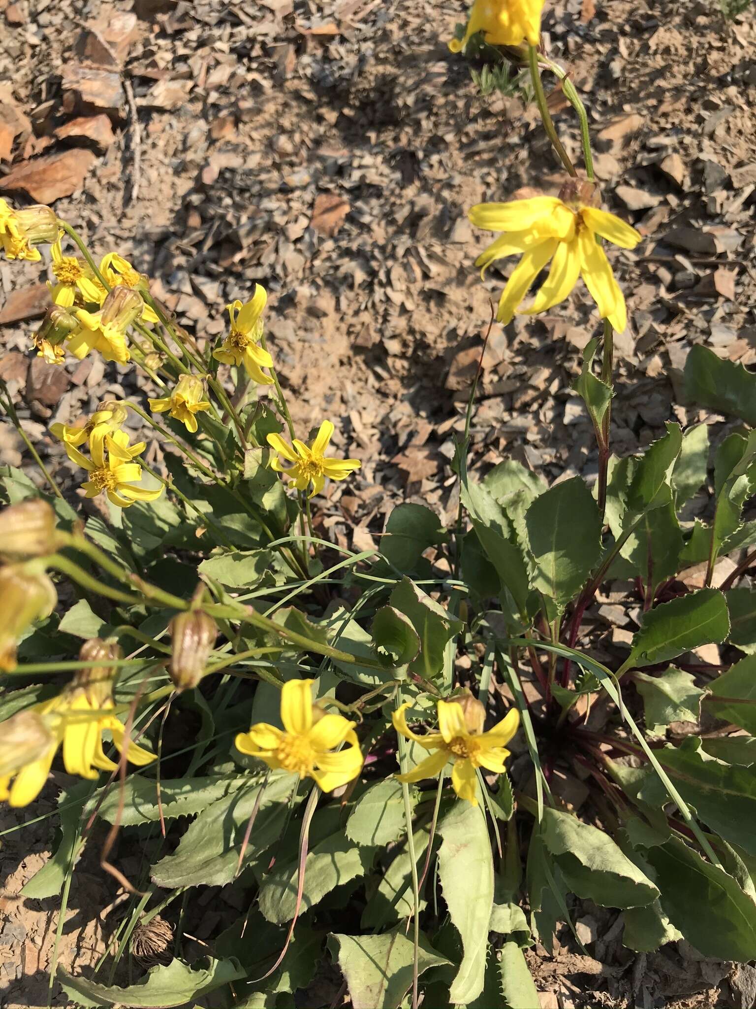 Слика од Senecio amplectens A. Gray