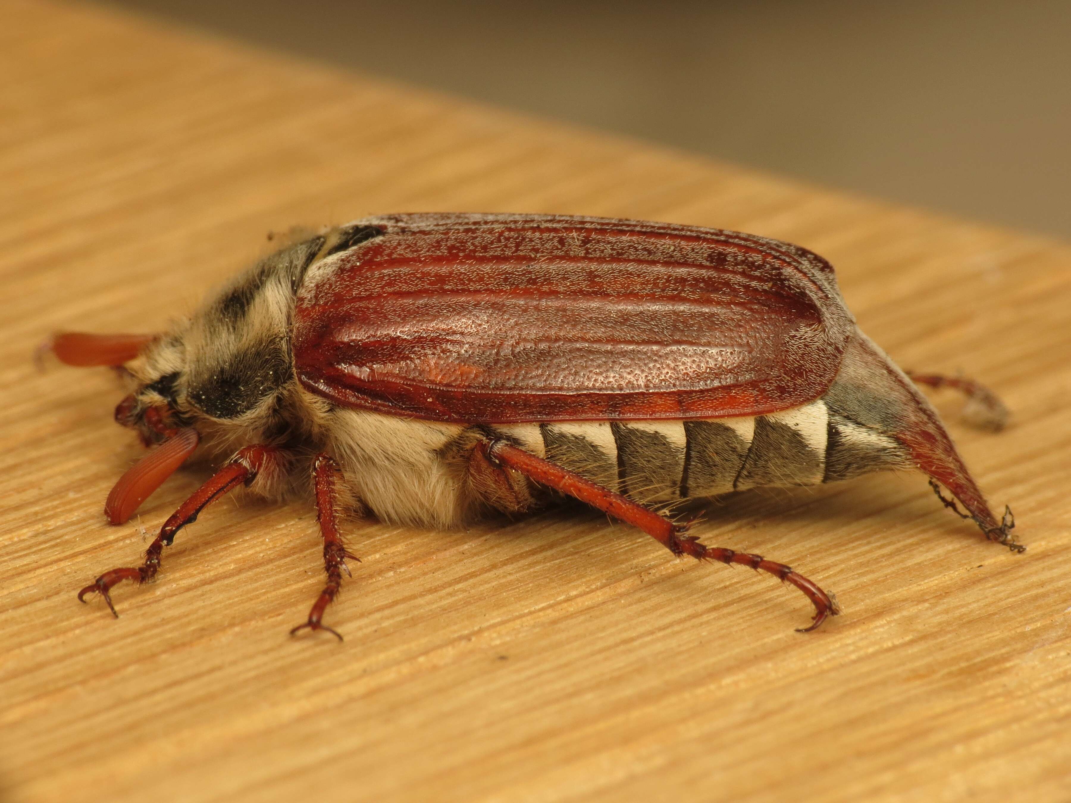 Image of Common cockchafer