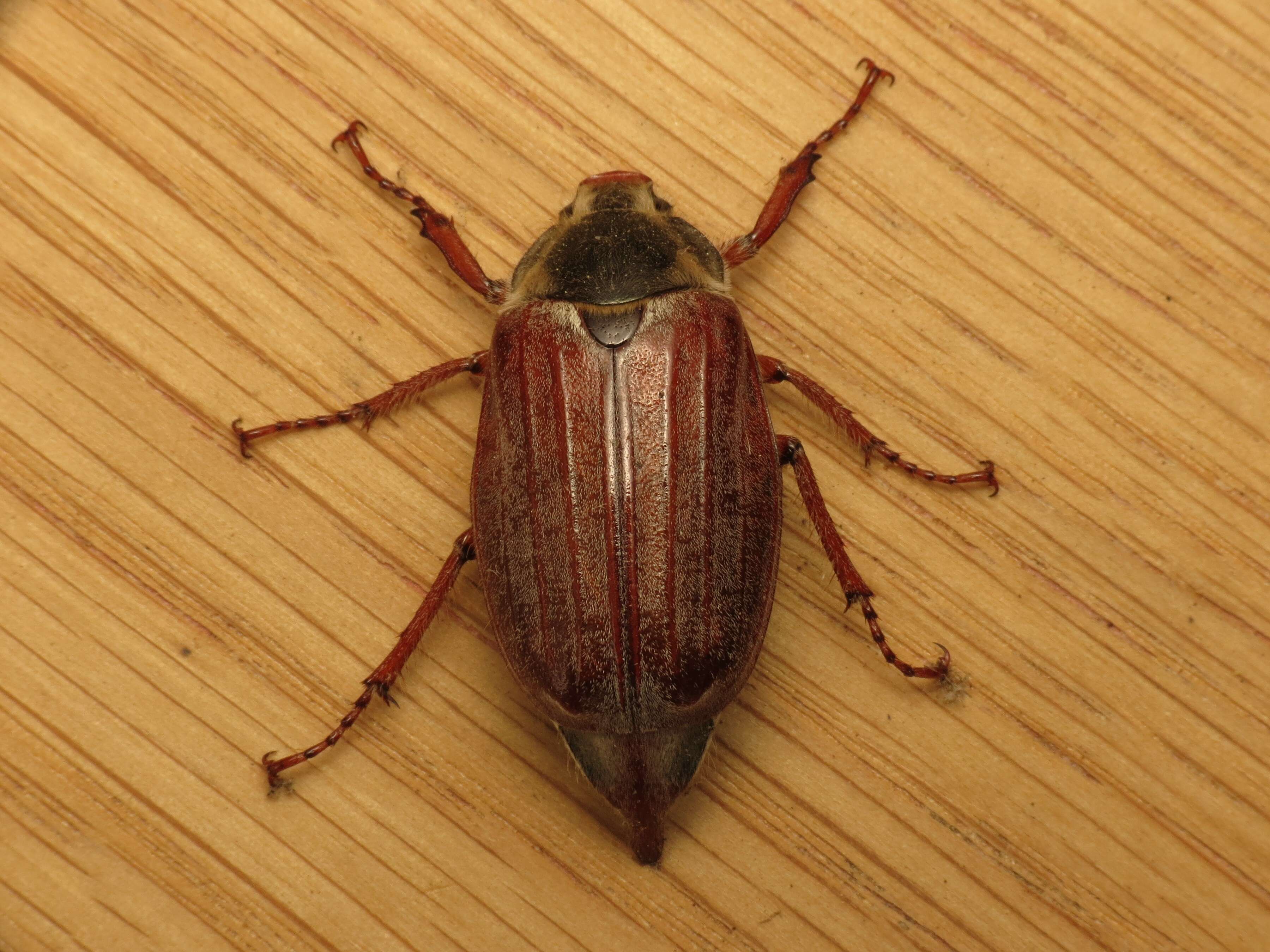 Image of Common cockchafer