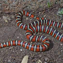 Image de Lampropeltis pyromelana pyromelana (Cope 1867)