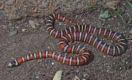 Image de Lampropeltis pyromelana pyromelana (Cope 1867)