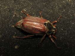 Image of Common cockchafer