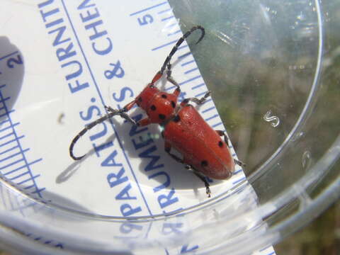 Sivun Tetraopes texanus Horn 1878 kuva