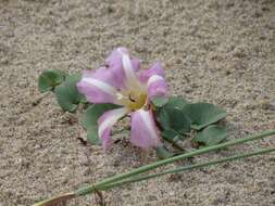 Plancia ëd Calystegia soldanella (L.) R. Br.