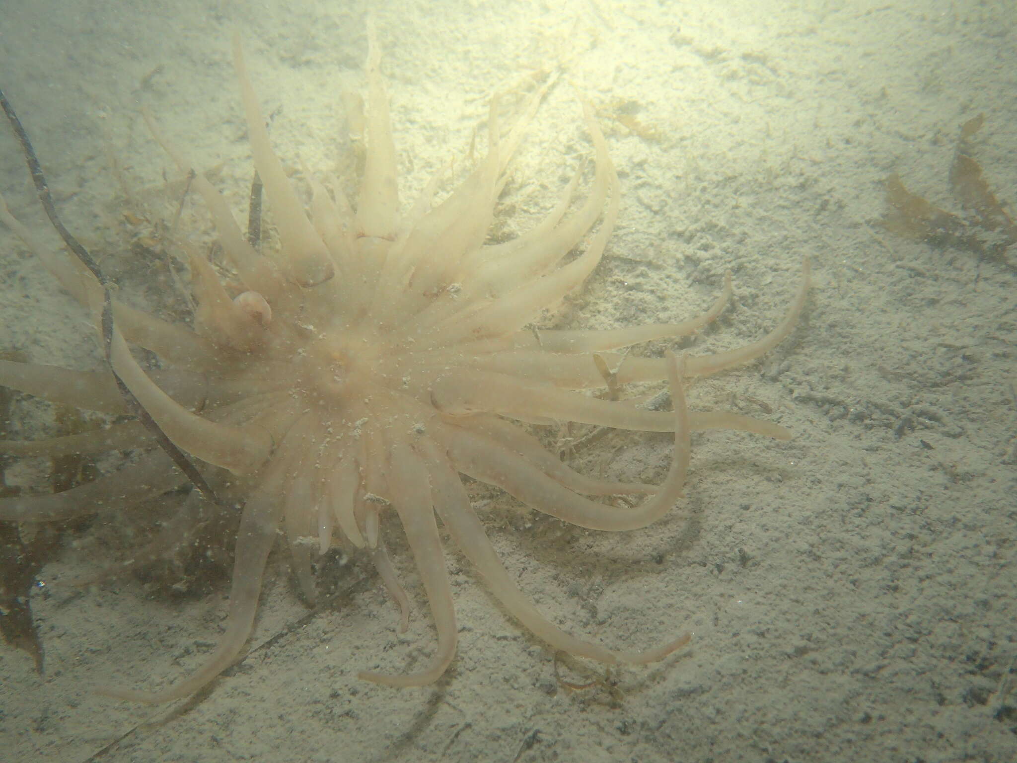 Image of burrowing anemone