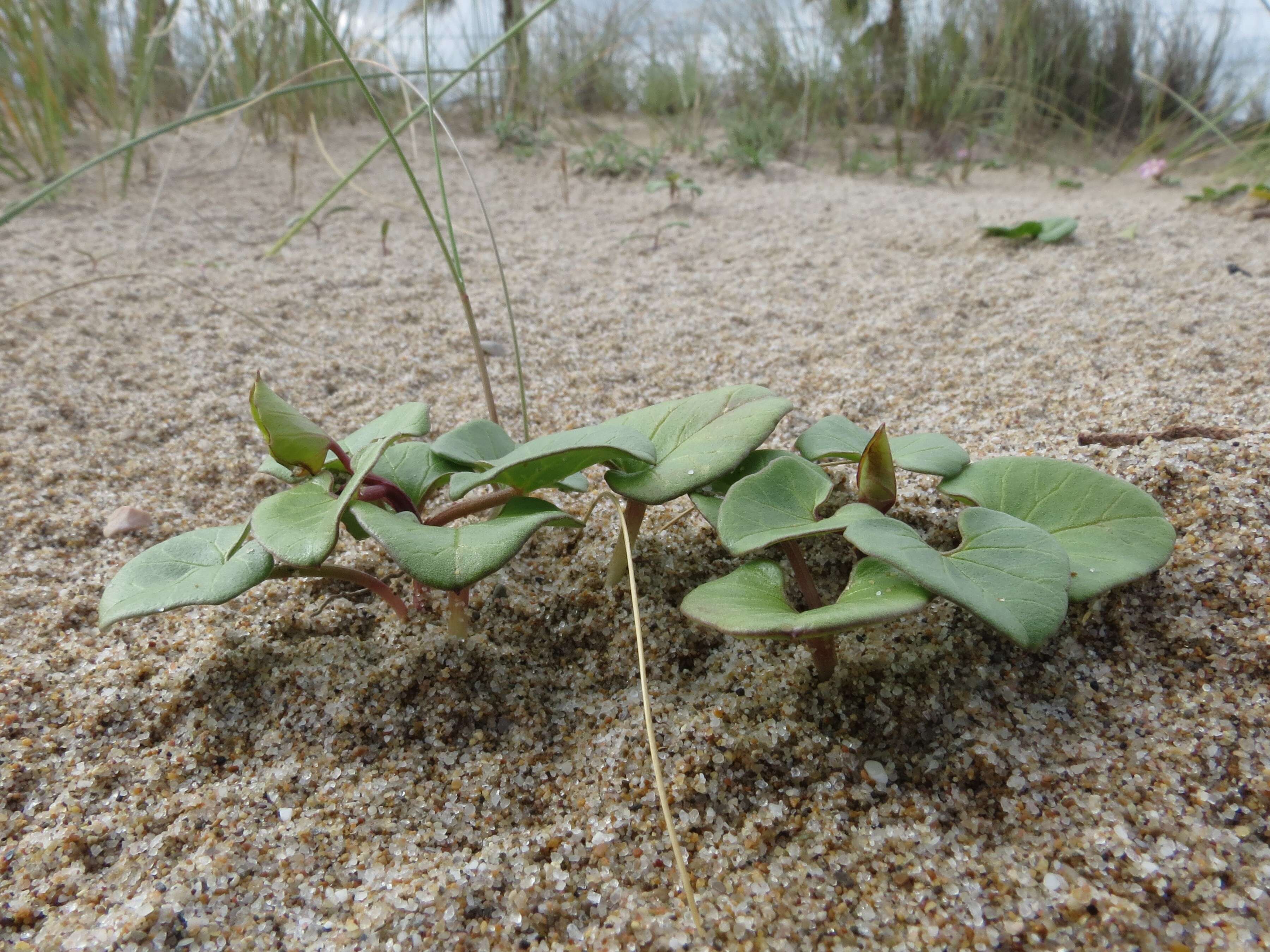 Plancia ëd Calystegia soldanella (L.) R. Br.