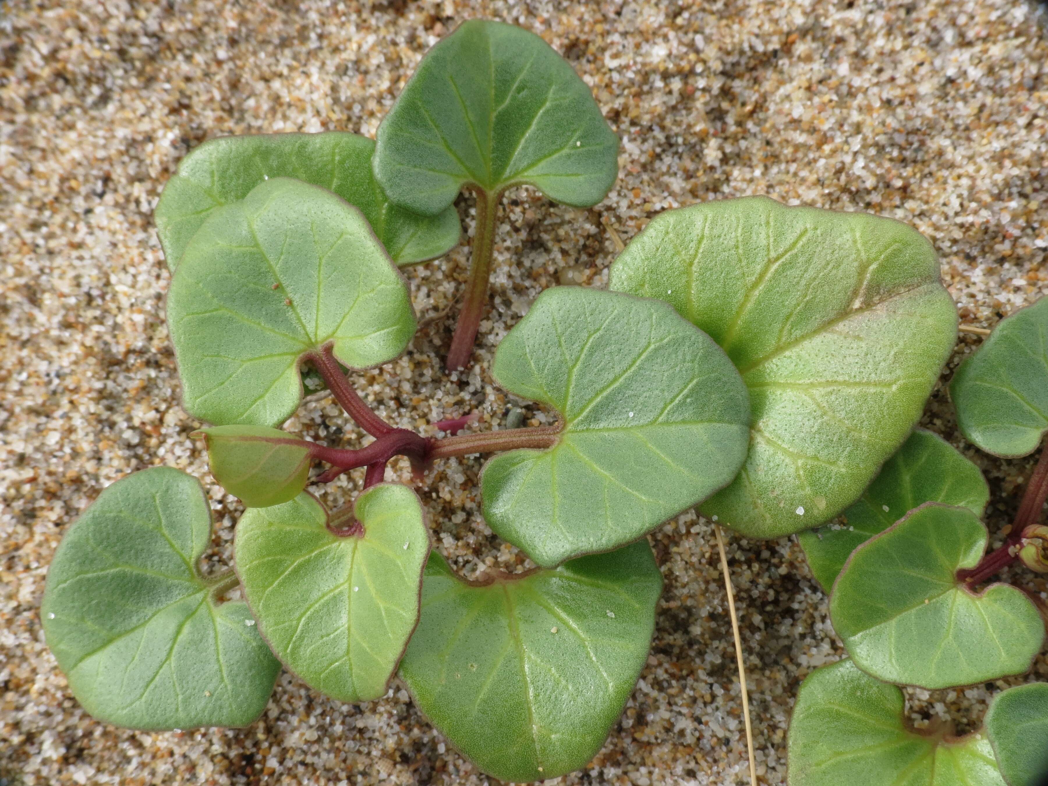 Plancia ëd Calystegia soldanella (L.) R. Br.