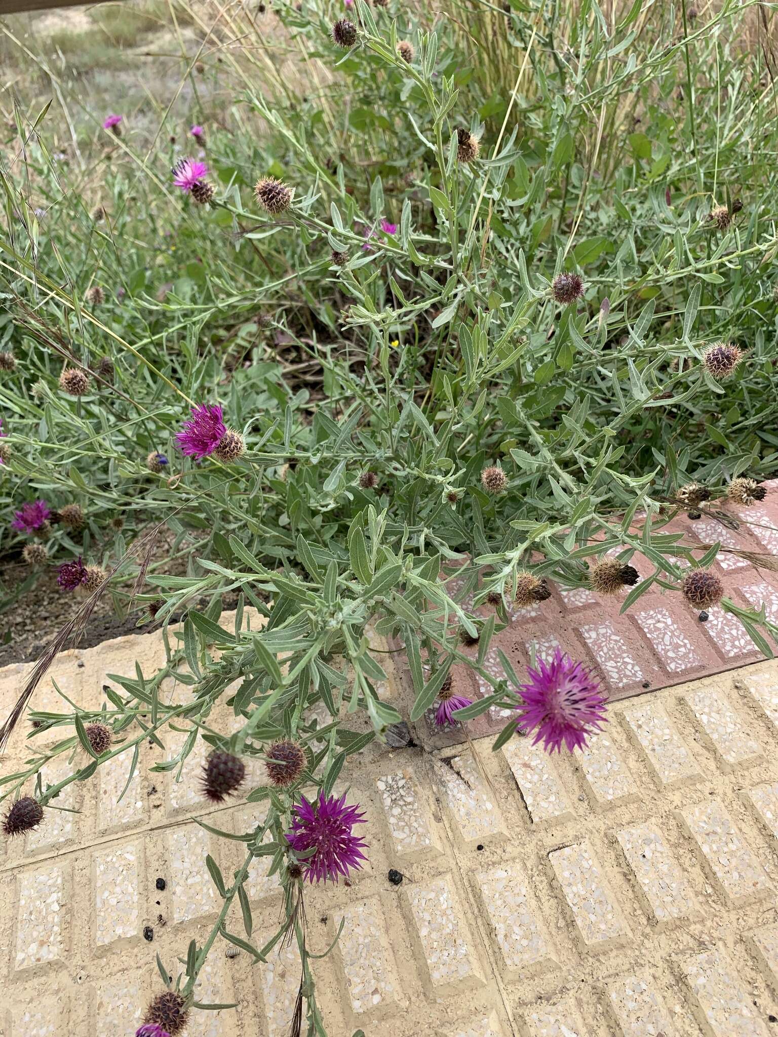 Image of Centaurea subdecurrens Pau