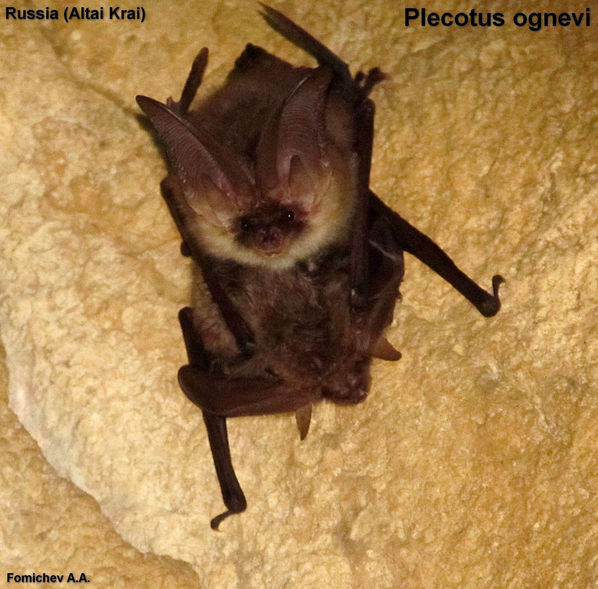 Image of Ognev’s Long-eared Bat