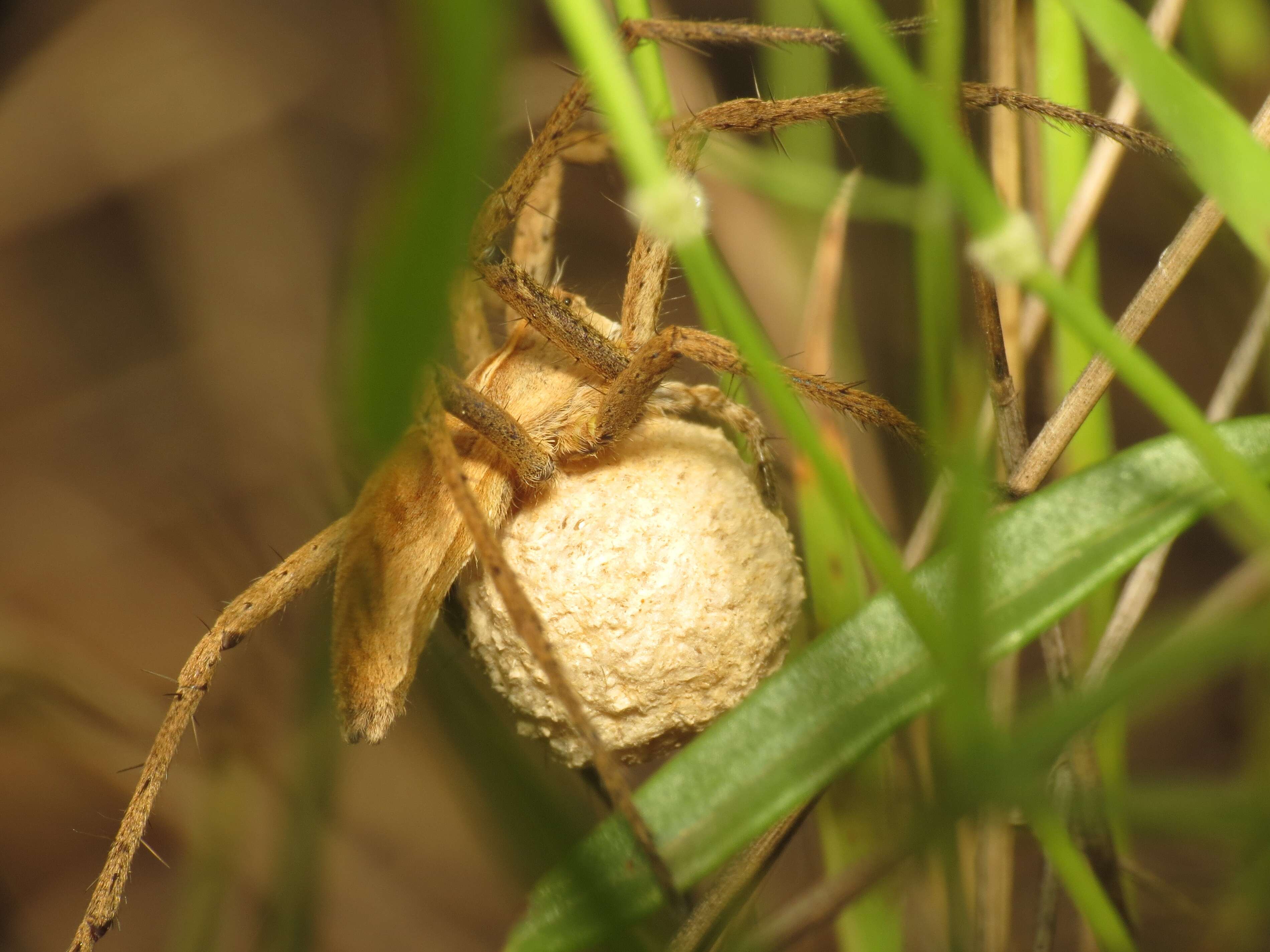 Image of Nursery-web spider