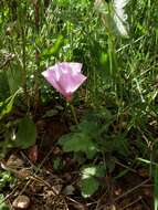 Image of mallow bindweed