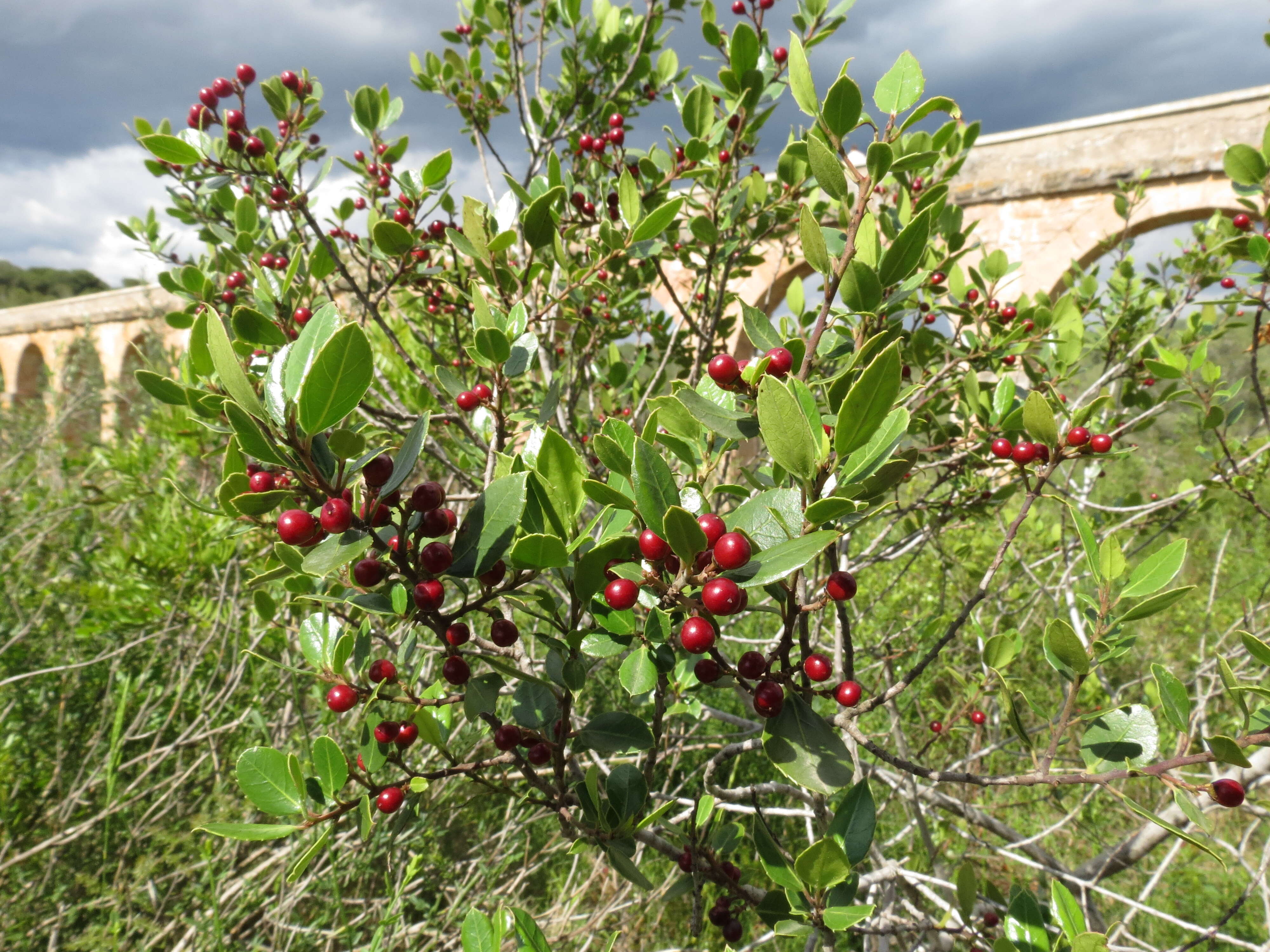 Image of Italian buckthorn