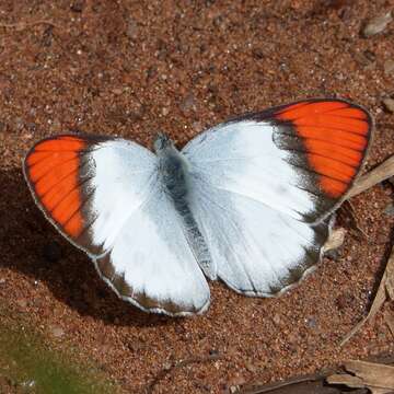 Слика од <i>Colotis annae</i>