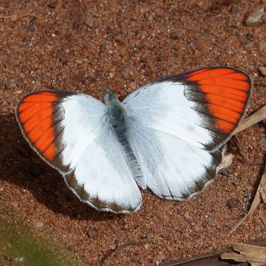 Image of <i>Colotis annae</i>