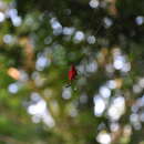 Image of Devil's crab orbweaver