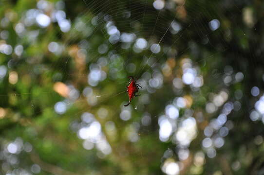 Image of Gasteracantha falcicornis Butler 1873