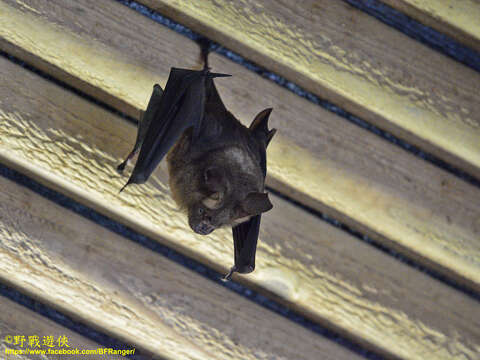 Image of Hipposideros armiger terasensis Kishida 1924