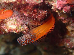 Image of Black-headed Blenny