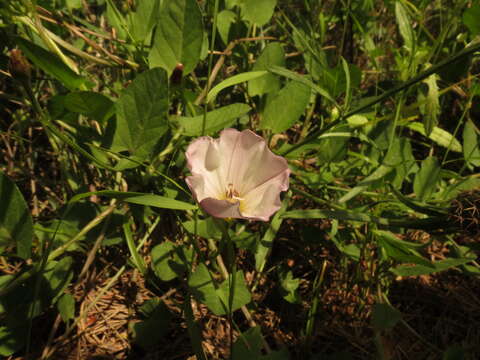 Image of Field Bindweed