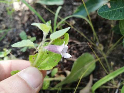 Image of false sesame