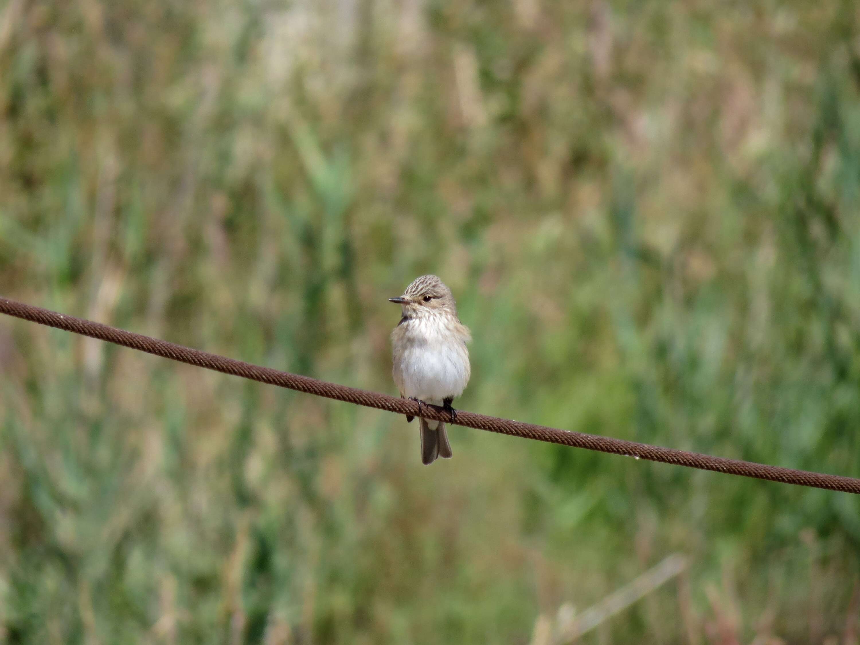 Image of Spotted Flycatcher