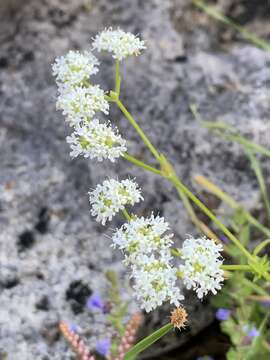 Image of navel cornsalad